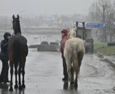 Voluntarios Irlandeses traen medicinas y alimento para cientos de caballos de Kiev