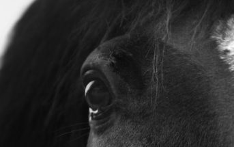 Seniors y Natural Paddock