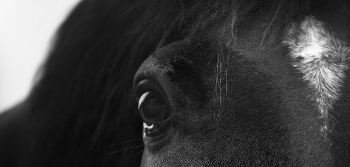 Seniors y Natural Paddock