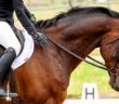 bienestar caballo competición