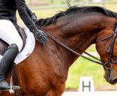 Los Daneses están preocupados por el uso de los caballos en el deporte