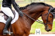 bienestar caballo competición