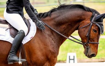 bienestar caballo competición
