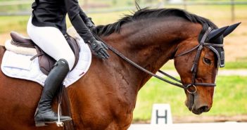 bienestar caballo competición