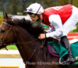 Caballo de carreras bitless