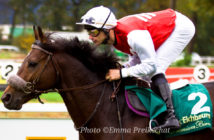 Caballo de carreras bitless