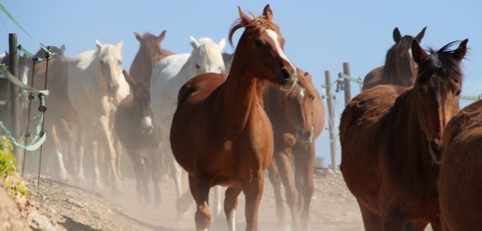 La importancia de conocer el lenguaje equino cuando tu caballo vive en un Natural Paddock