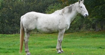 El chat GPT te dirá si tu caballo necesita perder peso